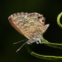 Theclinesthes onycha