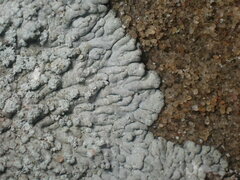 Physcia caesia