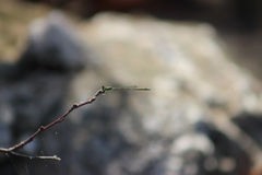 Ischnura
