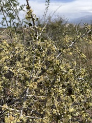 Condalia microphylla