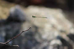 Ischnura