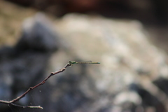 Ischnura