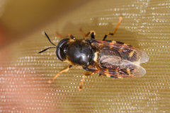 Stratiomys singularior