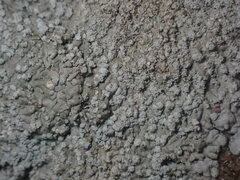 Physcia caesia