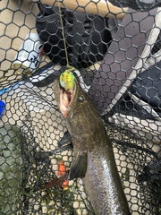 Channa argus