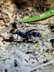 Myrmecia mandibularis
