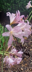 Lycoris squamigera