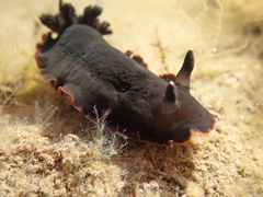 Dendrodoris arborescens