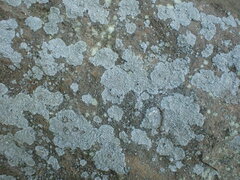Physcia caesia