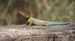 Sceloporus cyanogenys