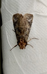 Didugua argentilinea