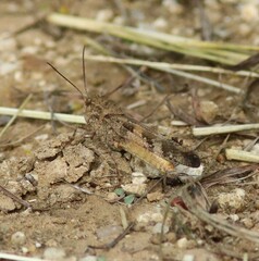 Spharagemon cristatum