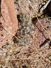 Coryphantha