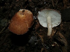 Verrucosporaceae