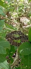 Crotalus stejnegeri