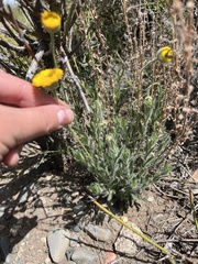 Hysterionica jasionoides