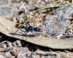 Myrmecia mandibularis