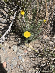 Hysterionica jasionoides