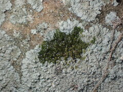 Physcia caesia