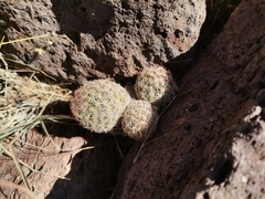 Escobaria chihuahuensis