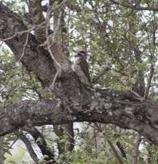 Campethera bennettii