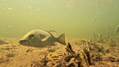 Lutjanus griseus