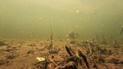 Epinephelidae