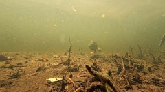 Epinephelidae
