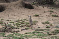 Vanellus coronatus