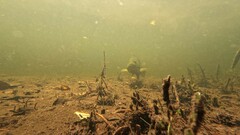 Epinephelidae