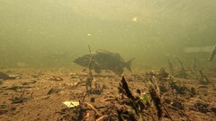 Epinephelidae