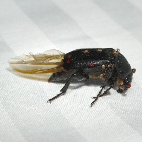 Pustulated Carrion Beetle photo 5