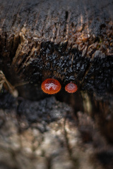Phaeomarasmius