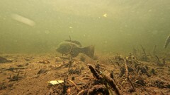 Epinephelidae