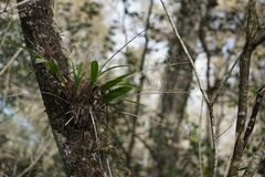 Polystachya concreta