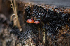 Phaeomarasmius