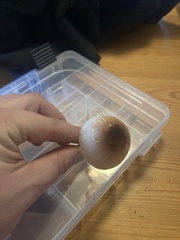 Lepiota rubrotinctoides