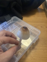 Lepiota rubrotinctoides