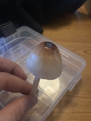 Lepiota rubrotinctoides