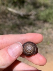 Sauroconcha corneovirens