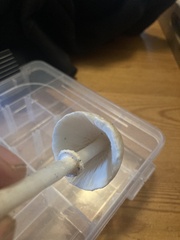 Lepiota rubrotinctoides