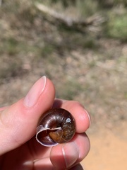 Sauroconcha corneovirens