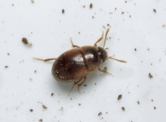 Nargus anisotomoides