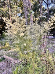 Eupatorium compositifolium