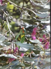 Glossopsitta concinna