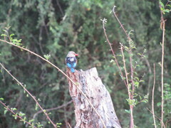 Halcyon leucocephala