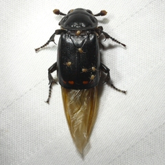 Nicrophorus pustulatus