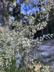 Eupatorium compositifolium