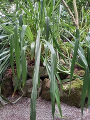 Pitcairnia dendroidea