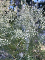 Eupatorium compositifolium